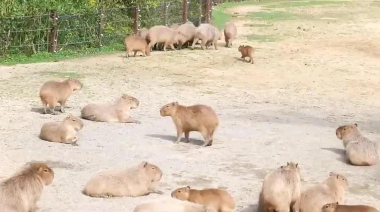 俄罗斯动物园直言拒绝,日本提议交换引热议,水豚难换北极熊。 文化旅游