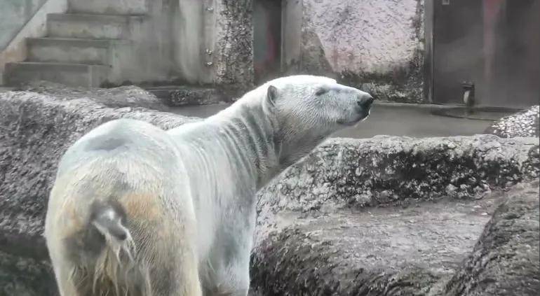 俄罗斯动物园直言拒绝,日本提议交换引热议,水豚难换北极熊。 文化旅游