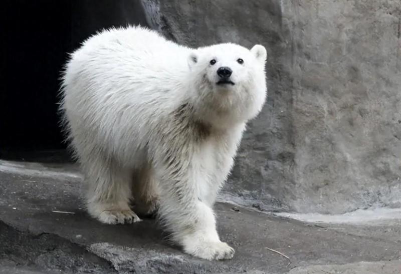 俄罗斯动物园直言拒绝,日本提议交换引热议,水豚难换北极熊。 文化旅游