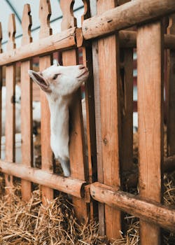 生猪市场深陷寒意，成本压力持续叠加；调控举措逐步落地，行业期待平衡重现。