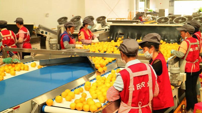  农业基地空心化：7亿资金困局下的监管失灵深度剖析 新闻