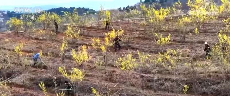 一朵三角梅的绽放：让花海成为百姓的"幸福花"与"致富经"