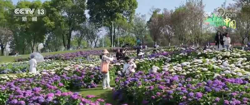  一朵三角梅的绽放：让花海成为百姓的"幸福花"与"致富经" 文化旅游