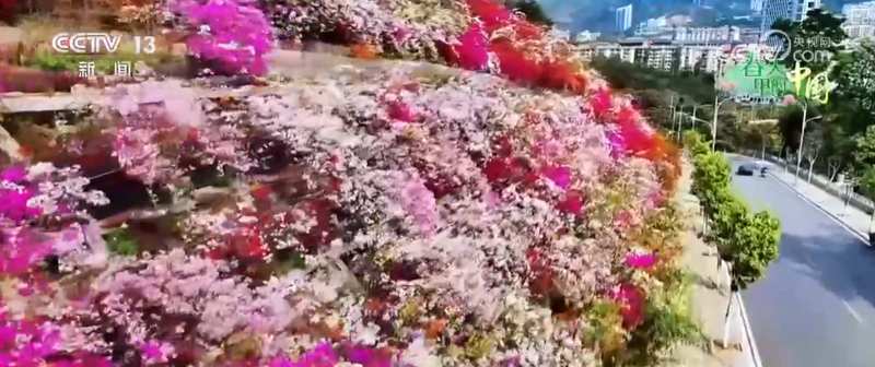  一朵三角梅的绽放：让花海成为百姓的"幸福花"与"致富经" 文化旅游