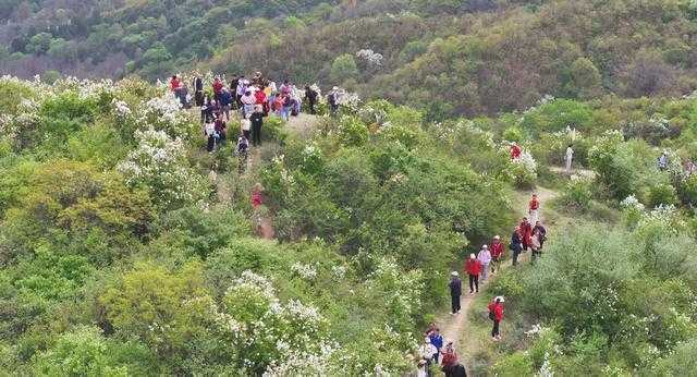  技术视角下的西镇吴山白鹃梅摄影赏花活动：生态资源与文旅IP深度解析 文化旅游